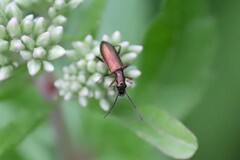 Chrysanthia geniculata