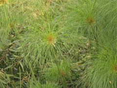 Cyperus papyrus