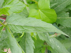 Eupatorium cannabinum