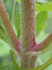 Eupatorium cannabinum