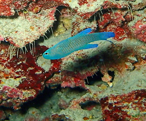 Randall's assessor (Assessor randalli) — Plesiopidae
