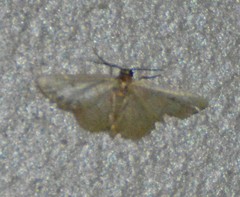 Idaea kendallaria