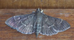 Pilocrocis
