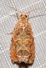 Olethreutes olivaceana