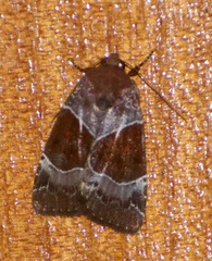 Hampsonodes