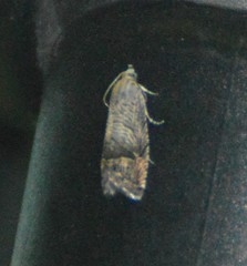 Ofatulena duodecemstriata