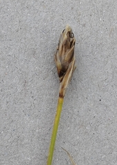 Carex curvula