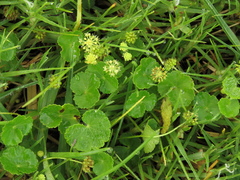 Hydrocotyle bonplandii