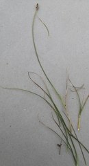 Carex curvula