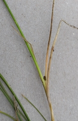 Carex curvula