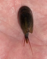Lepidurus couesii