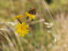 Hieracium laevigatum