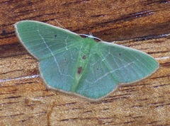 Image of Nemoria karlae