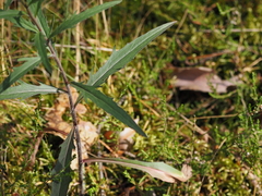 Hieracium laevigatum