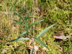 Hieracium laevigatum