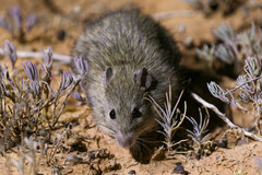 Rattus villosissimus