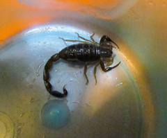 Centruroides edwardsii