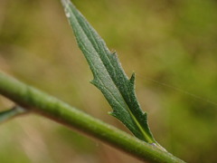 Hieracium laevigatum