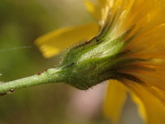 Hieracium laevigatum