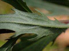 Hieracium laevigatum