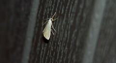 Glaphyria glaphyralis