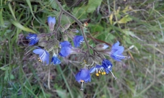 Polemonium occidentale occidentale
