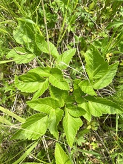 Angelica gmelinii