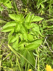 Angelica gmelinii