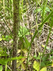 Angelica gmelinii