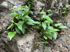 Mertensia paniculata paniculata
