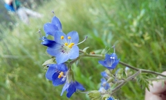 Polemonium occidentale occidentale