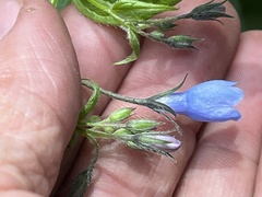 Mertensia paniculata paniculata