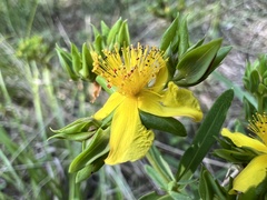 Hypericum frondosum