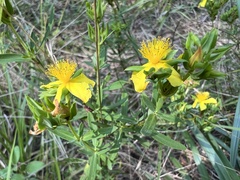 Hypericum frondosum