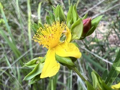 Hypericum frondosum