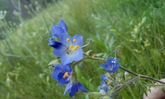 Polemonium occidentale occidentale