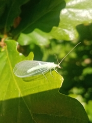 Nineta vittata