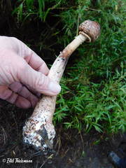 Macrolepiota bonaerensis