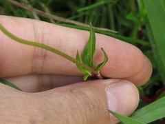 Acmella oppositifolia