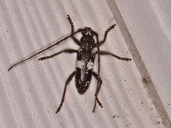 Enaphalodes taeniatus