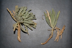 Matthiola crassifolia