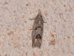 Pelochrista consobrinana