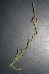 Matthiola crassifolia