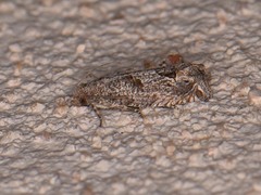 Pelochrista consobrinana