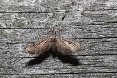 Eupithecia palpata