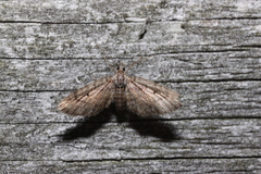 Eupithecia palpata