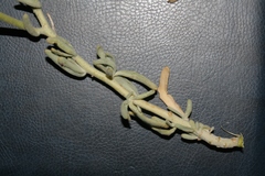 Matthiola crassifolia