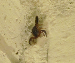 Centruroides edwardsii