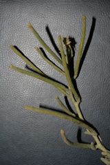 Matthiola crassifolia