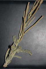 Matthiola crassifolia